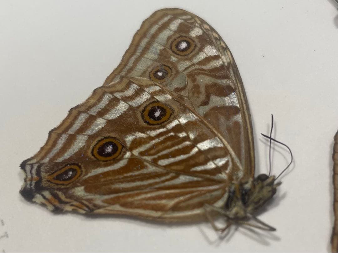 ポルティスモルフォ オス4頭セット