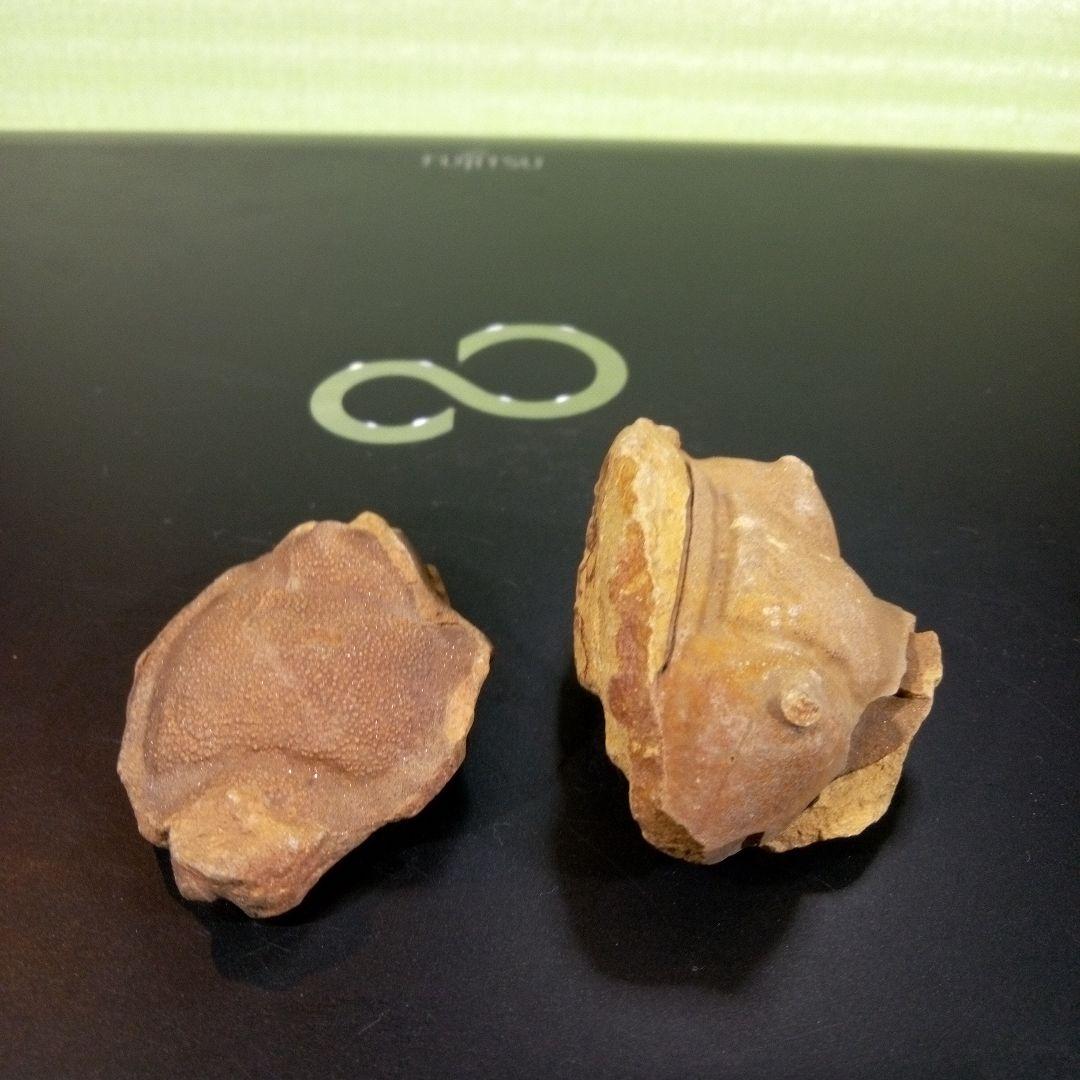 三葉虫　化石　fossil　ボリビア産　レア　Fossil識別④　２個セット