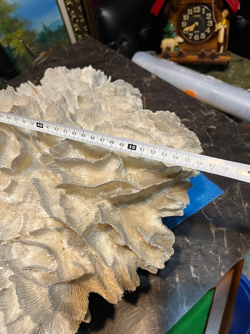 超特大珊瑚礁、直径66センチ、ナガレハナサンゴ、飾りサンゴ、海水魚、白化珊瑚