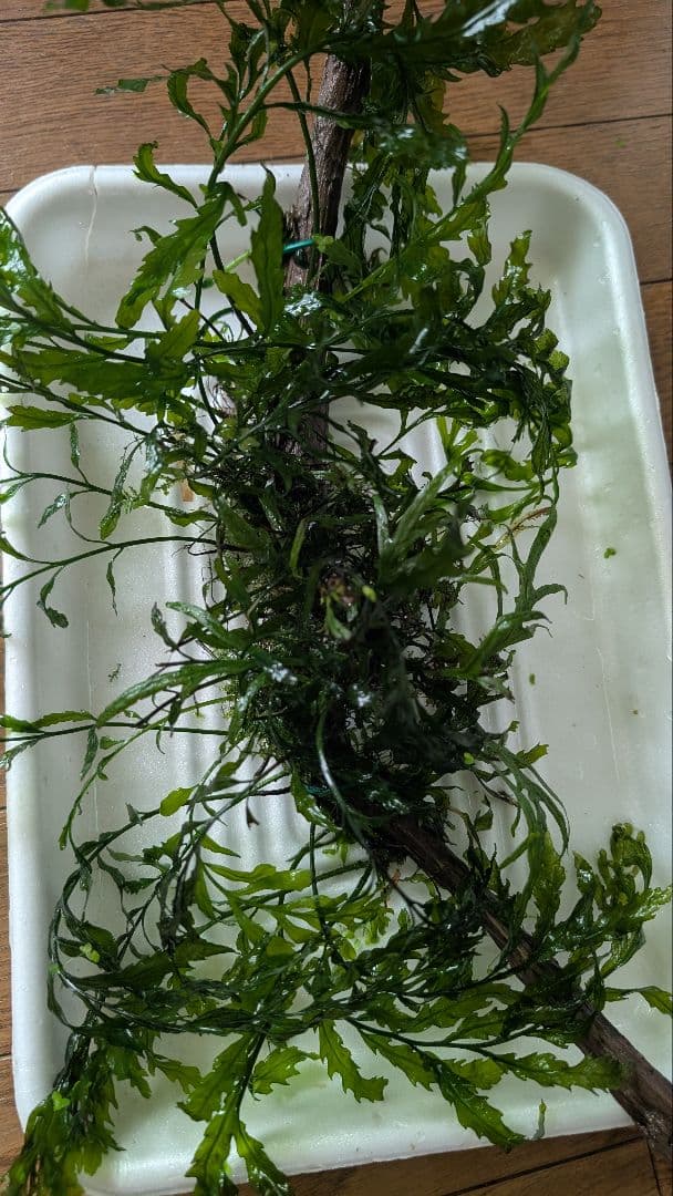 ボルビティスヒュディロティ大株（葉約30枚）とトライデントとウィローモス活着流木