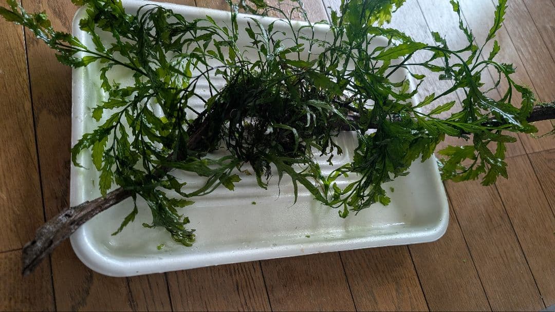 ボルビティスヒュディロティ大株（葉約30枚）とトライデントとウィローモス活着流木