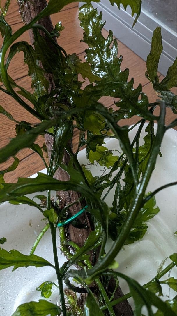 ボルビティスヒュディロティ大株（葉約30枚）とトライデントとウィローモス活着流木