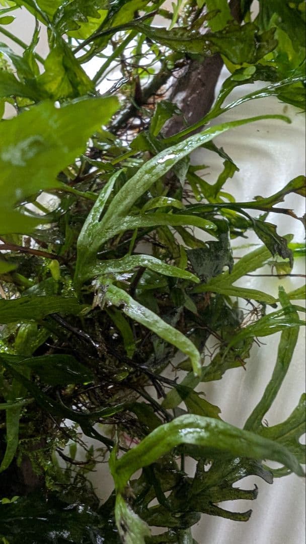 ボルビティスヒュディロティ大株（葉約30枚）とトライデントとウィローモス活着流木