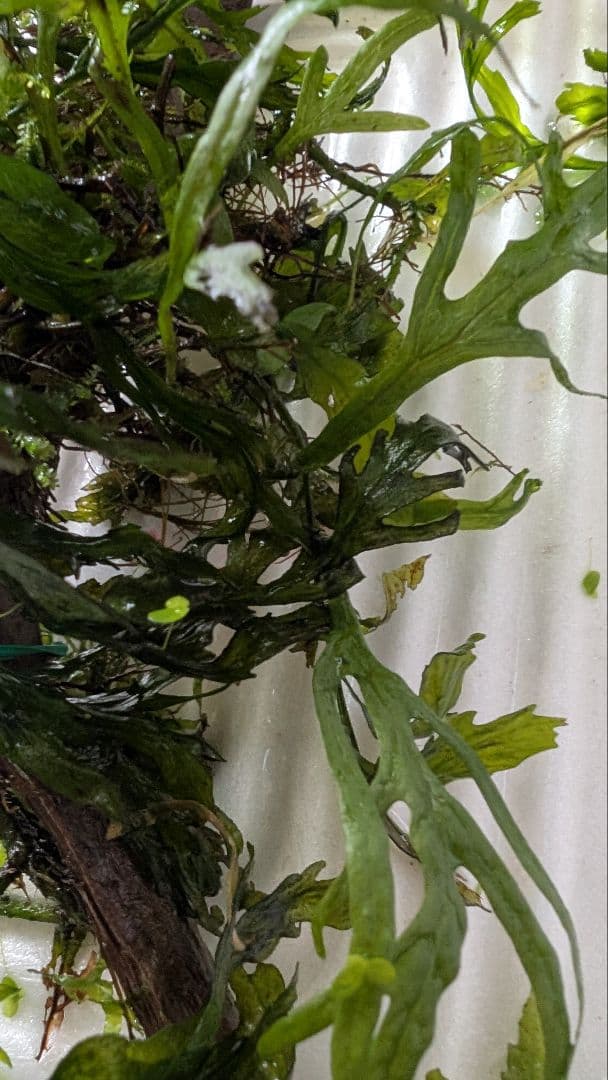 ボルビティスヒュディロティ大株（葉約30枚）とトライデントとウィローモス活着流木