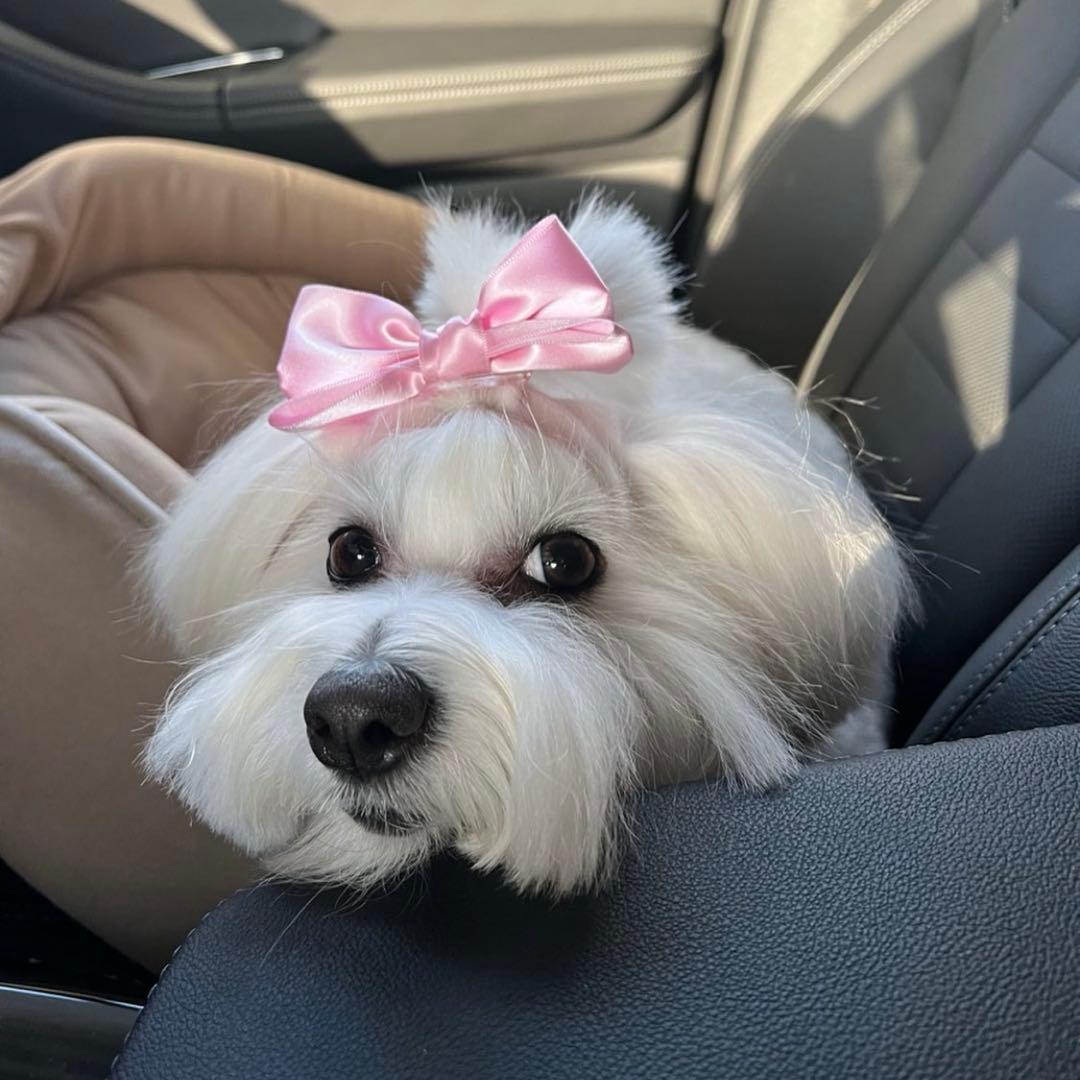 ペット写真確認ページ