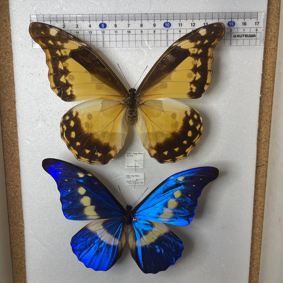 ヘレナモルフォ　雌雄