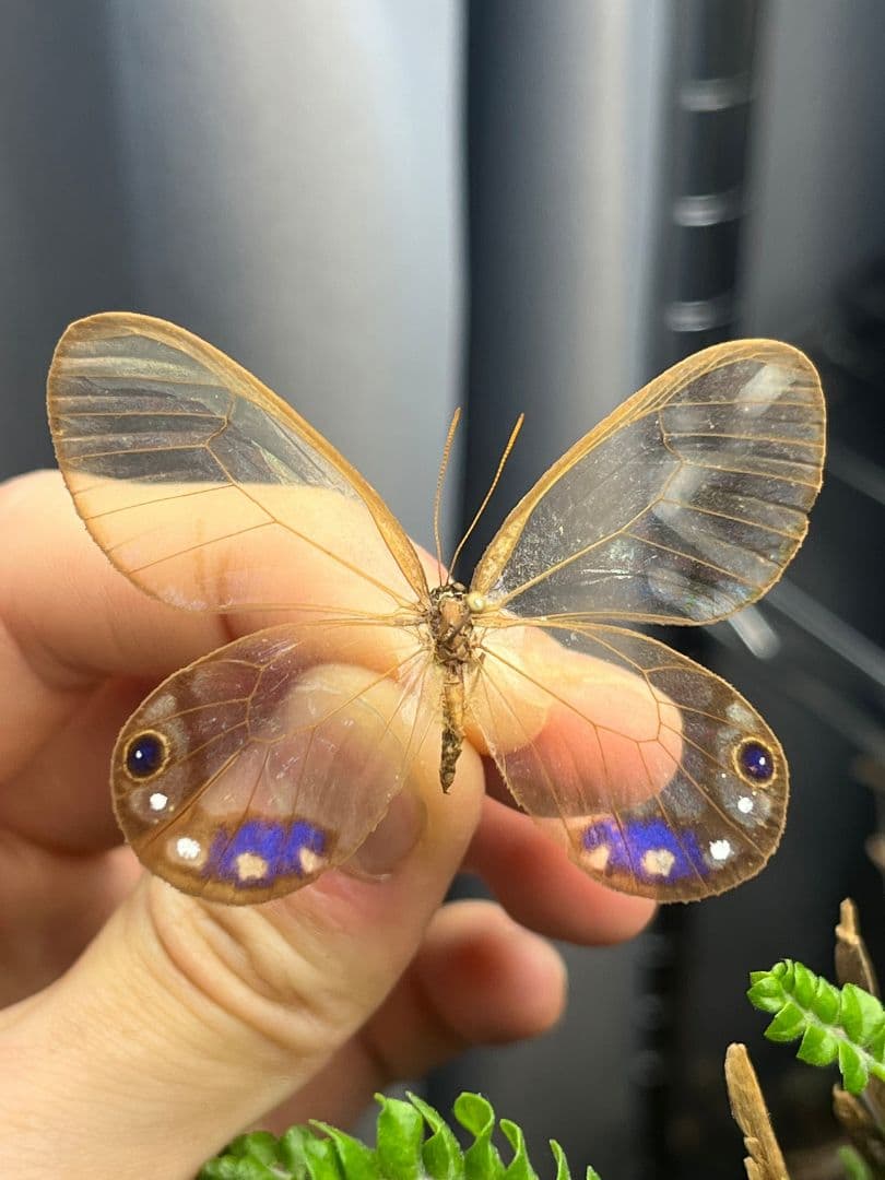 【属内最高峰】ルリモンスカシジャノメ アンドロメダスカシジャノメ 標本