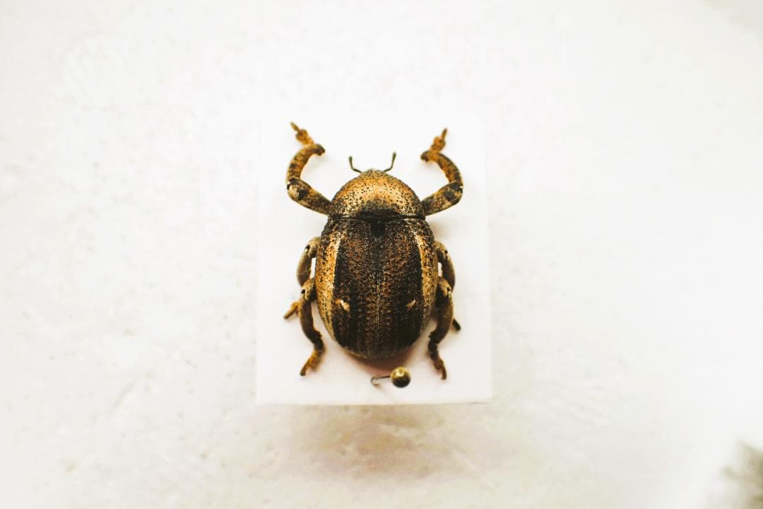 コロンとした木の玩具みたいなゾウムシ