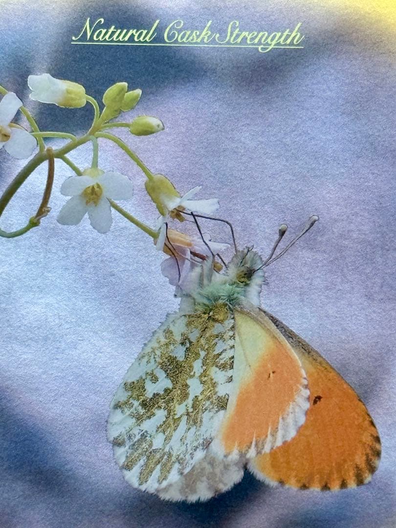 マルスモルト ル・パピヨン シングルカスク クモマツマキチョウ　643本限定品