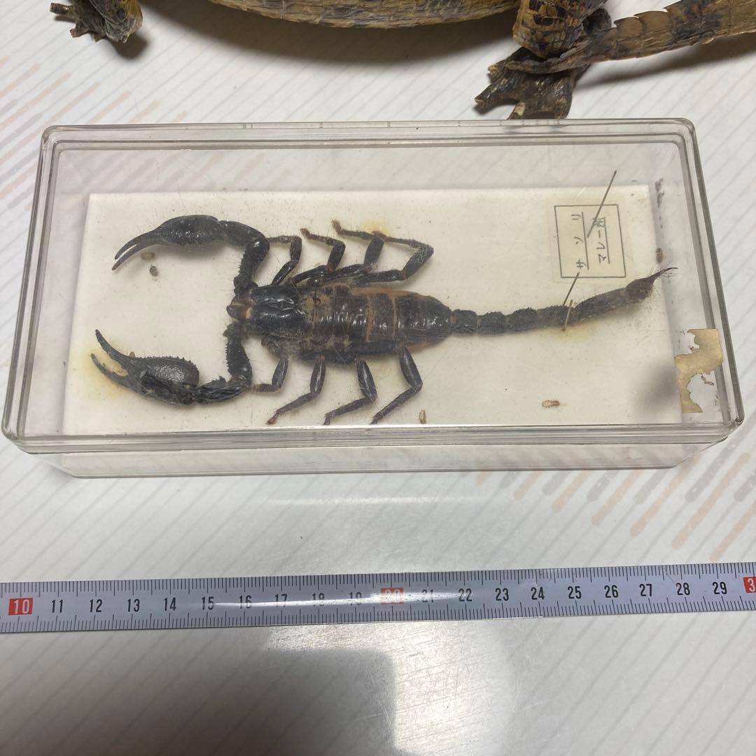 ワニとサソリの剥製セット