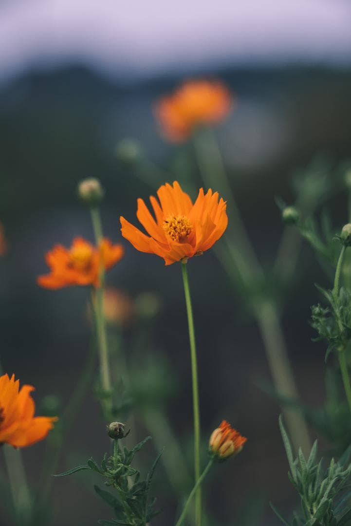木村文乃使用モデル！Leica Elmarit 90mm F2.8オールドレンズ