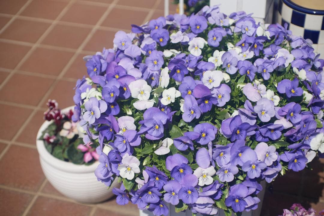 SMC PENTAX F1.4 /50mm KマウントL81