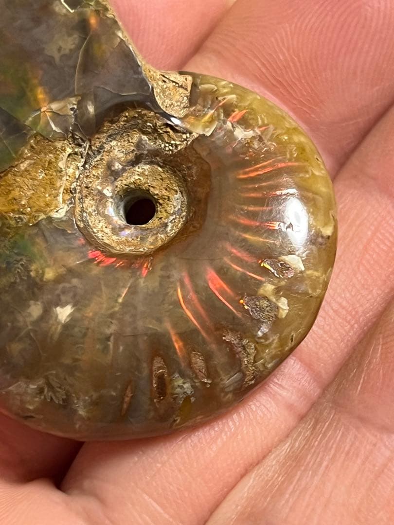 カナダ・アルバータ州産オパール化アンモナイト　ファイヤーアンモナイト約30.6g