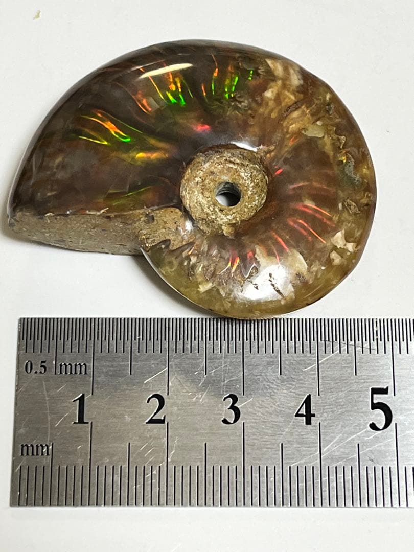 カナダ・アルバータ州産オパール化アンモナイト　ファイヤーアンモナイト約30.6g