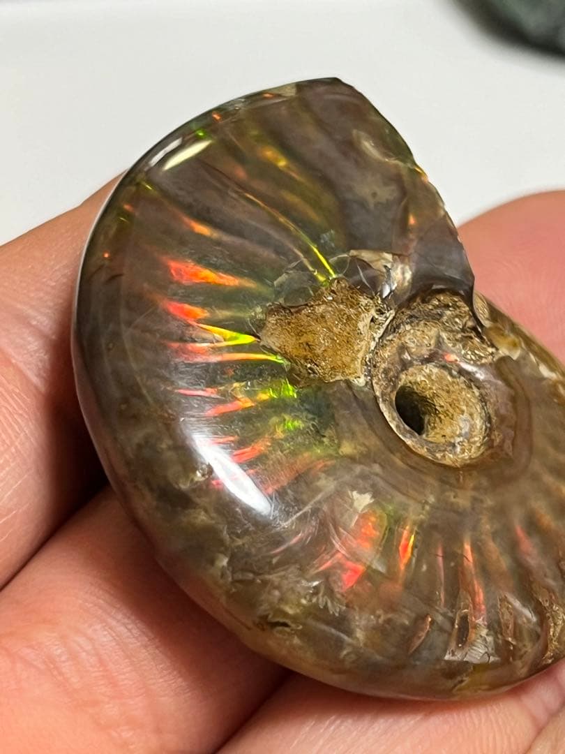 カナダ・アルバータ州産オパール化アンモナイト　ファイヤーアンモナイト約30.6g