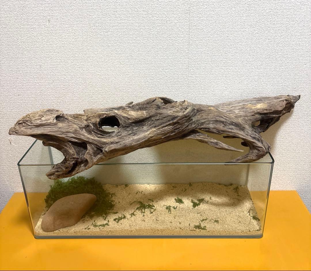 Ｇ67 流木　爬虫類　両生類シェルター　バスキング　観葉植物　インテリア　その他