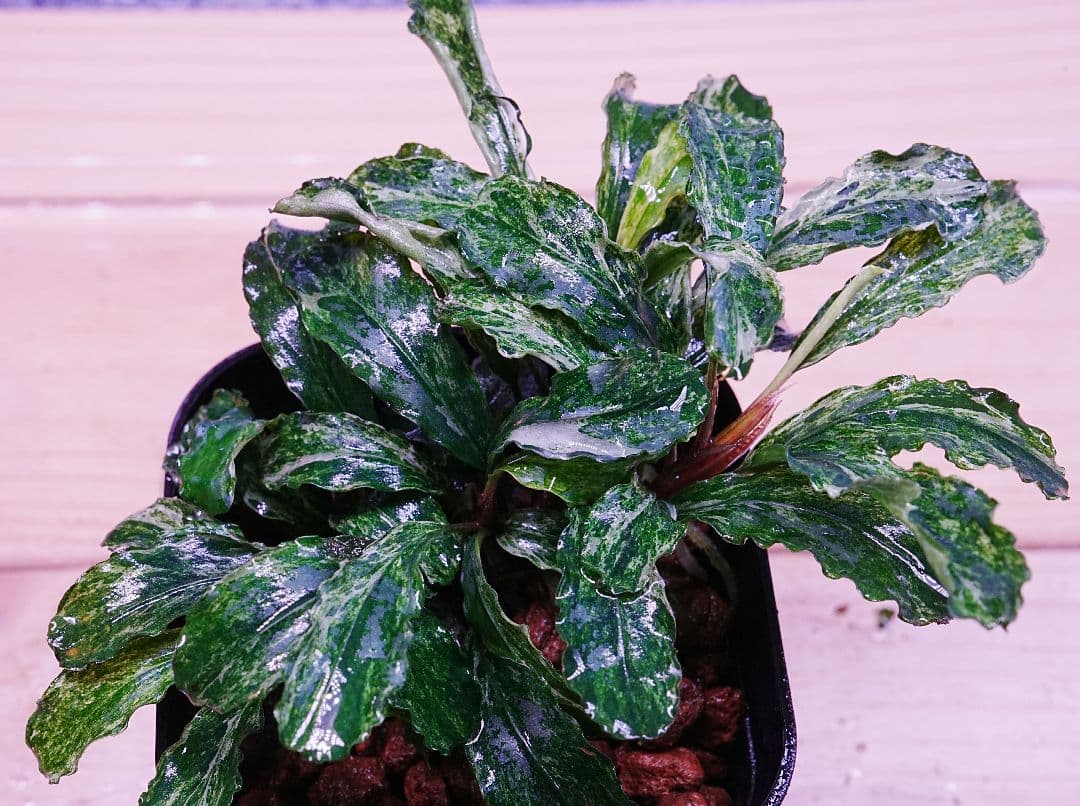 ブセファランドラspグリーンウェービー班入り　水上葉　無農薬　バリエガータ