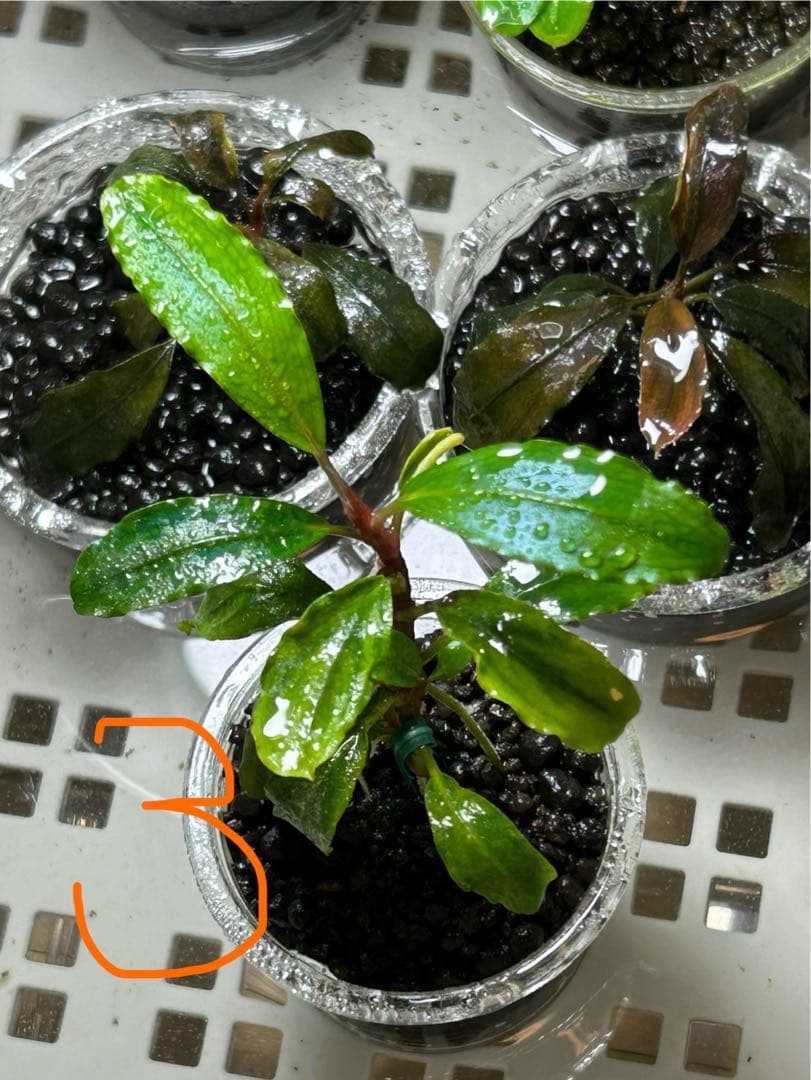 くぅさん専用、ブセファランドラspピナ　おまとめセット