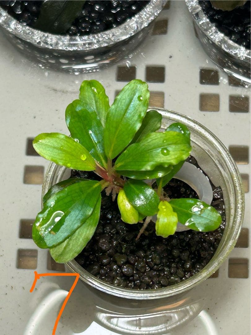 くぅさん専用、ブセファランドラspピナ　おまとめセット