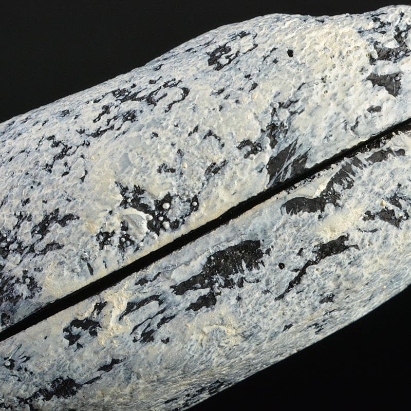 茶道具　乾漆　干柿　香合　時代箱　V　6223