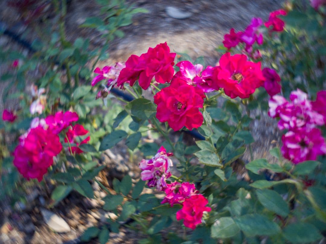 ズノー　ZUNOW-ELMO　13mm/f1.1 Dマウントシネレンズ:作例あり