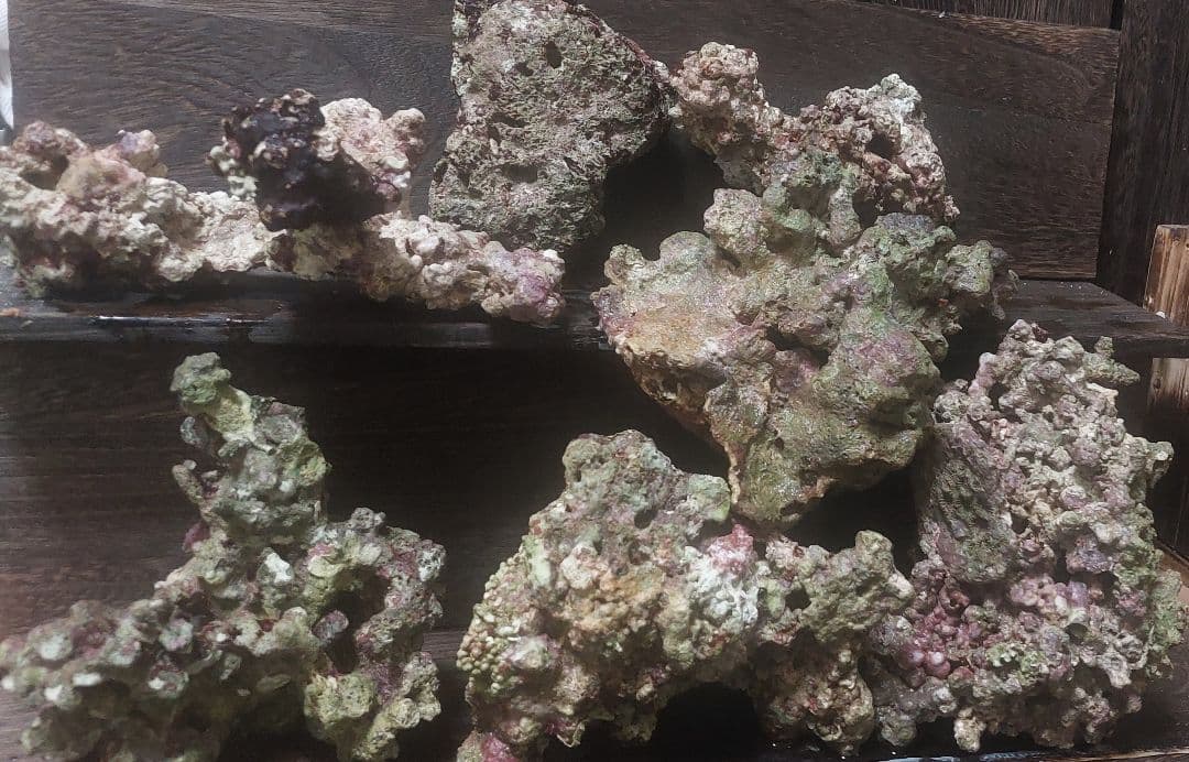 天然ライブロック 中型 多色 コーラル　高グレード８点