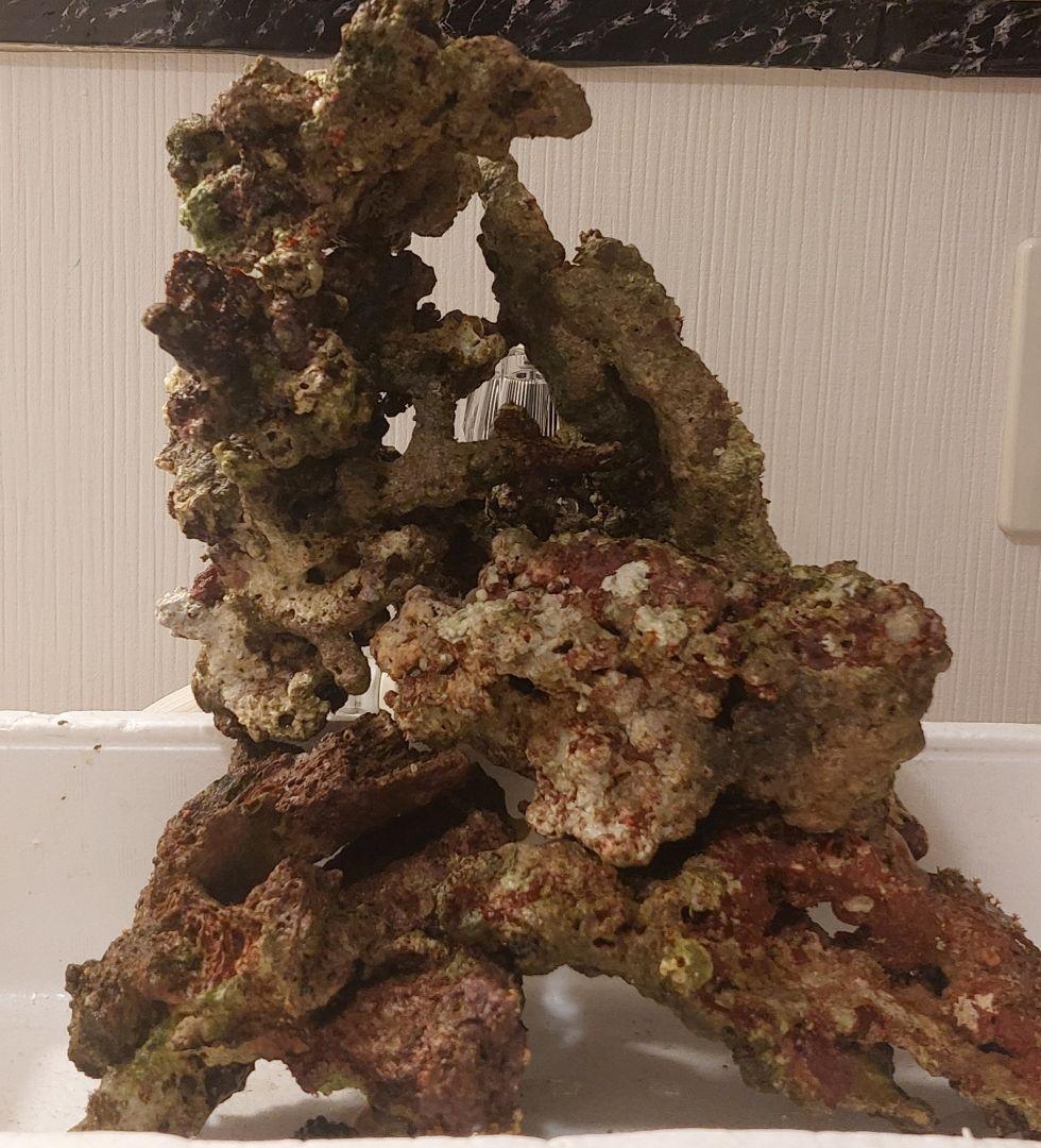 天然ライブロック　大　中　Sグレード　海水魚用