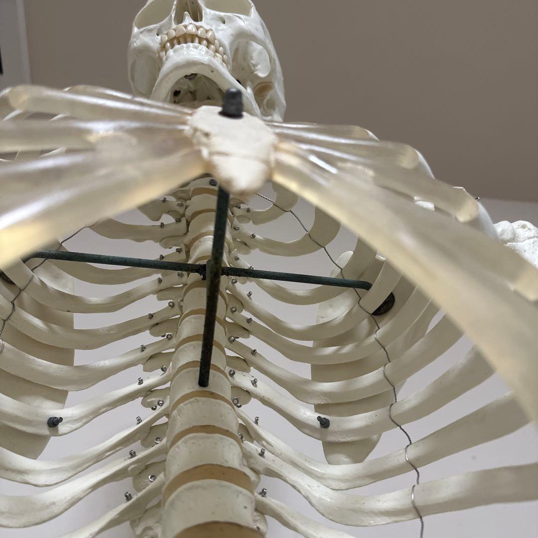 可動式人体模型 約170cm