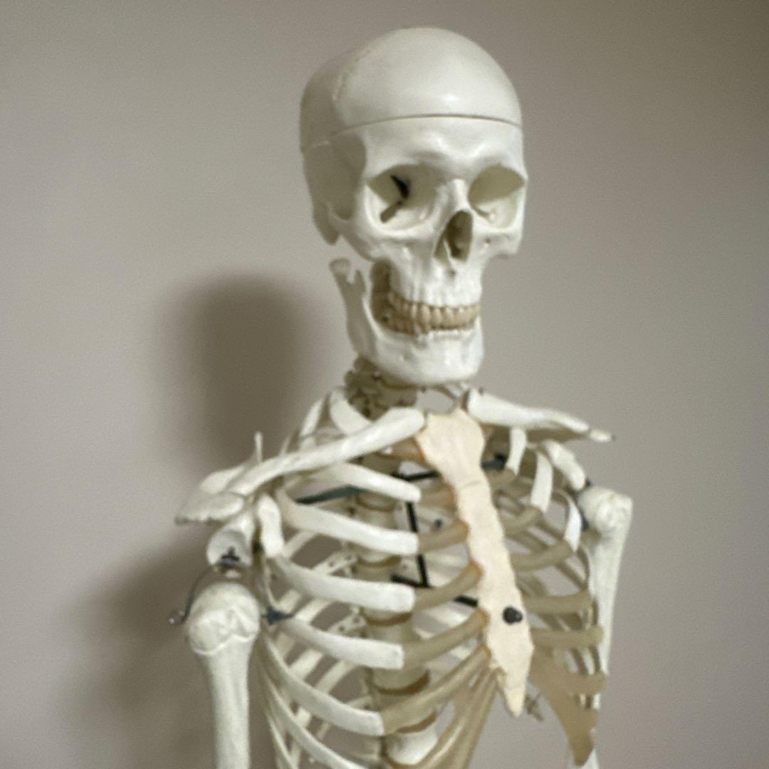 可動式人体模型 約170cm