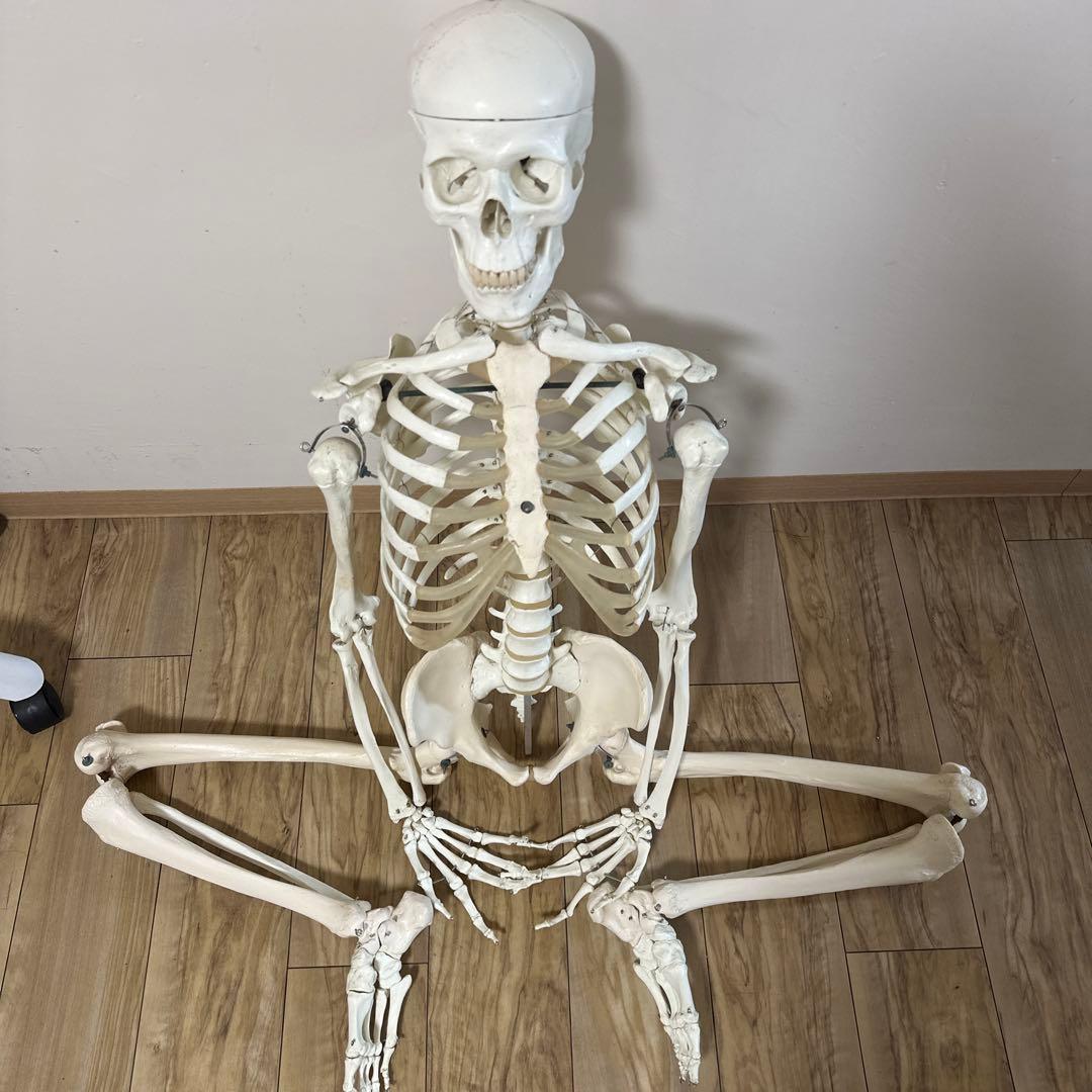 可動式人体模型 約170cm