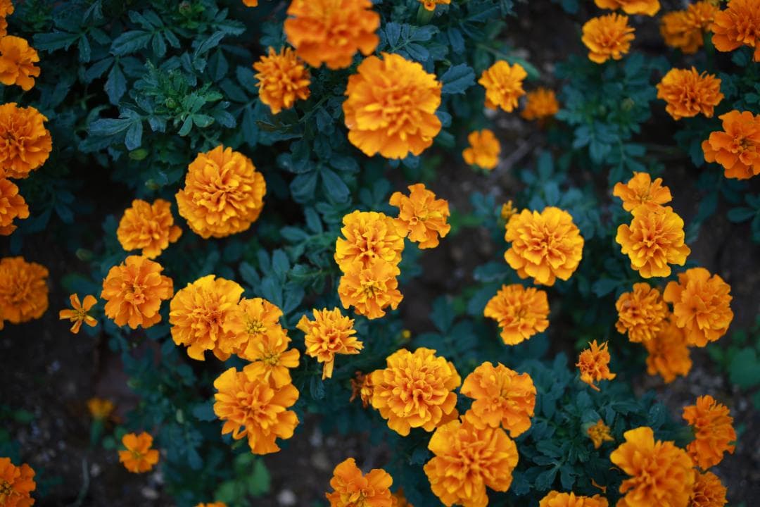 Carl Zeiss CP.2 35mm T2.1 EFマウントシネマレンズ