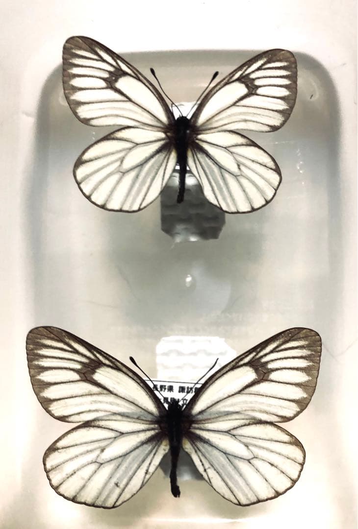 蝶標本　ミヤマシロチョウ　ペア