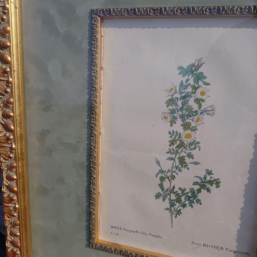 アンティーク額 ルドゥーテ バラ図譜 オクターヴォ版 ボタニカルアート