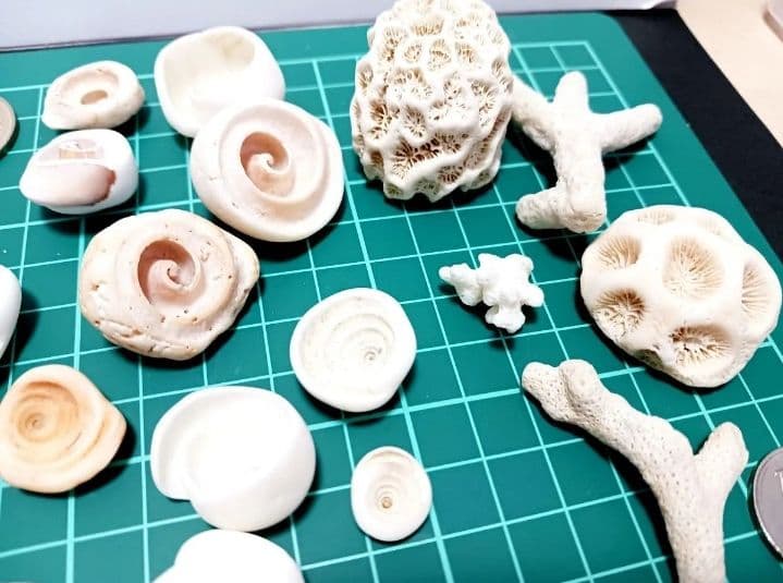 A 貝殻とサンゴの宝箱　宝石箱　210個以上セット　中サイズ　タカラガイ