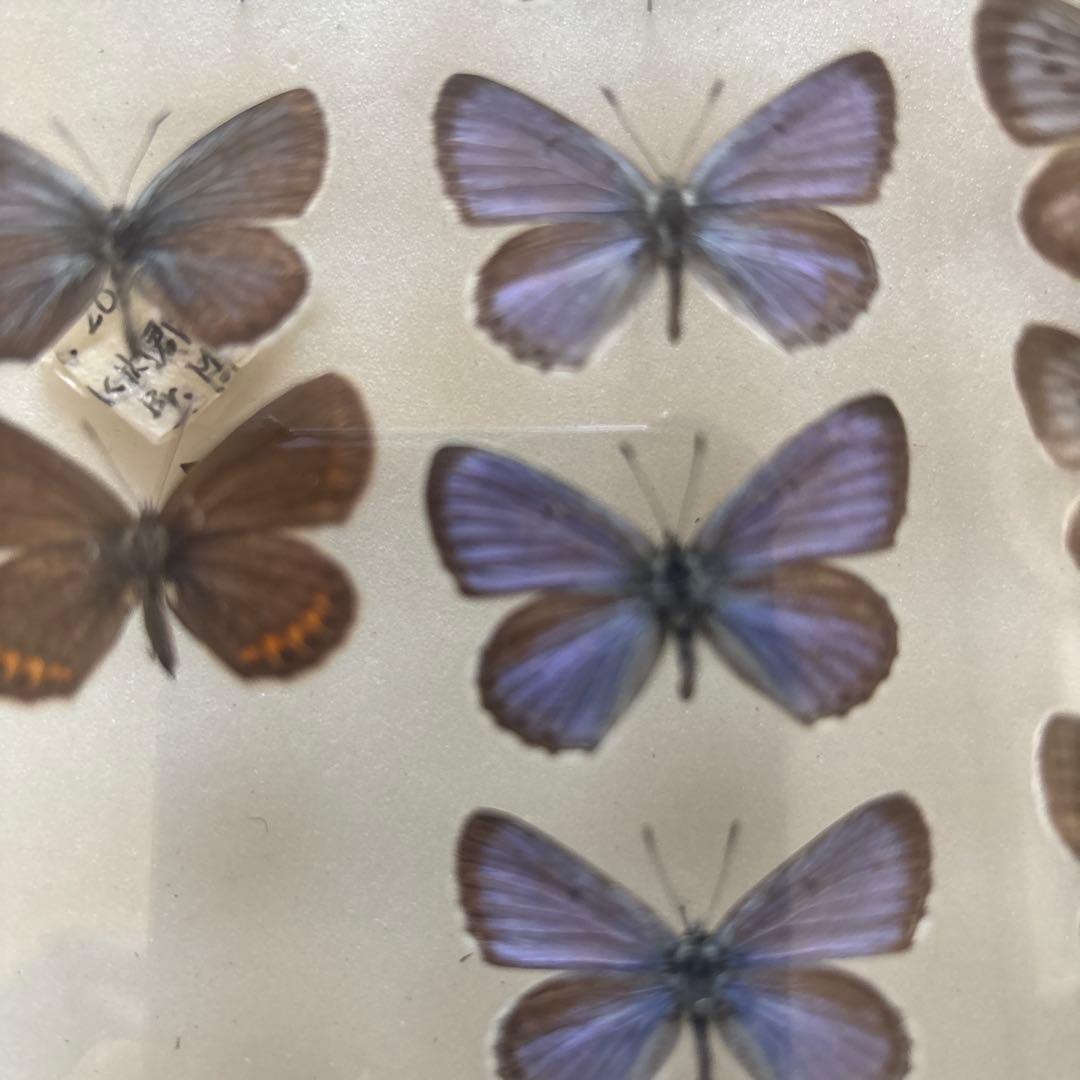 蝶の標本セット（ガラスケース入り）