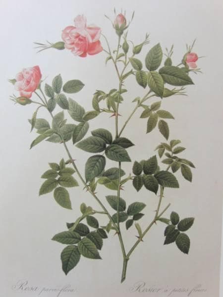 Pierre-Joseph Redout、The Roses48