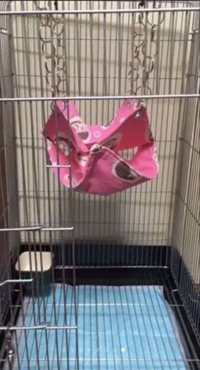 モモンガハウス（猫柄・ピンク）ラビットボア    ポーチ  2100円