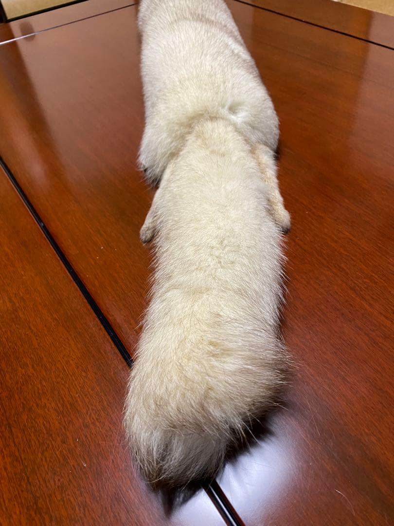 ミンクファー　マフラー　顔、脚、尾付き　リアルファー　襟巻き