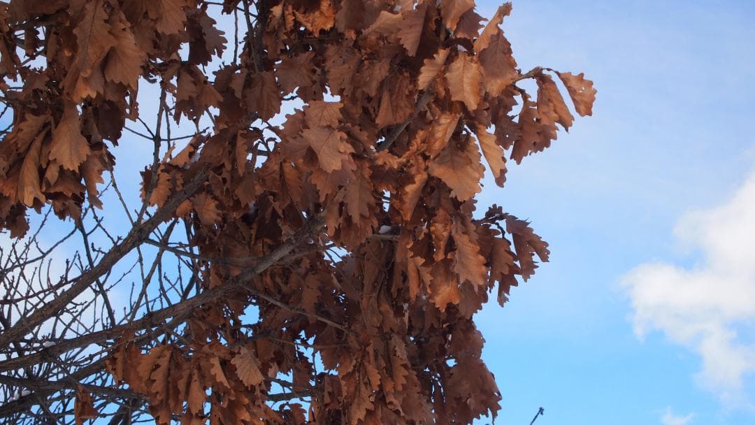 オリンパス M.ZUIKO DIGITAL 14-42mm F3.5-5.6