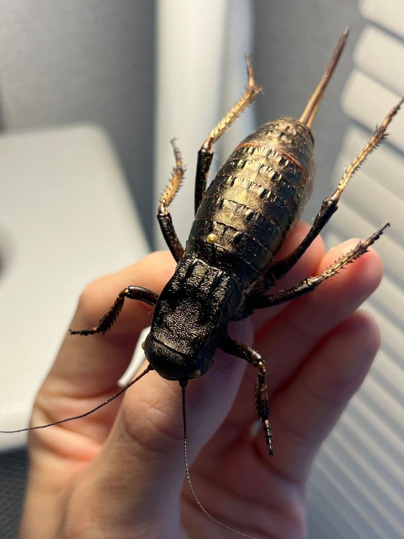 【88mm♀】ヨロイコロギス Bradyporus リオック 直翅類 標本