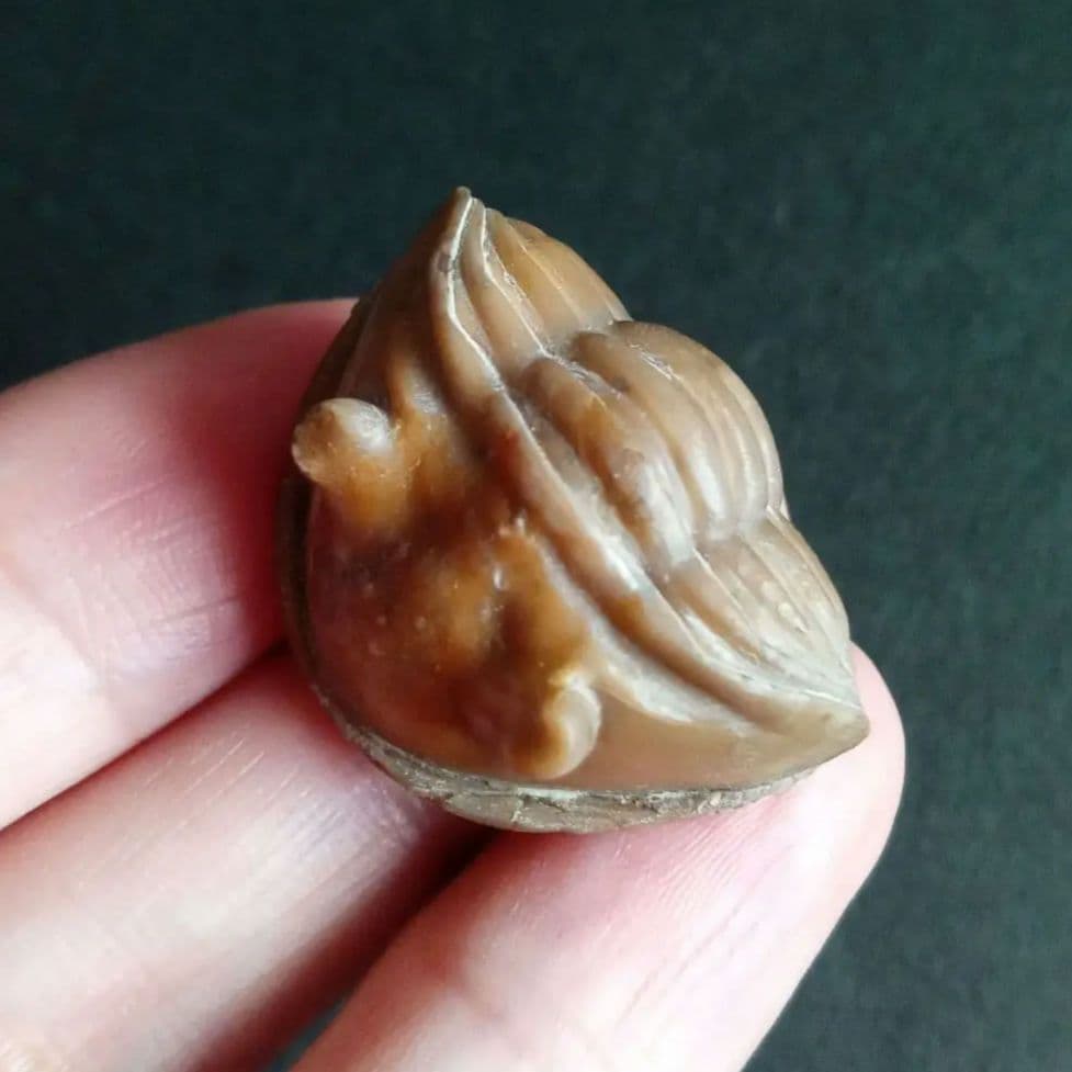 化石　三葉虫　ロシア産　防御姿勢　エンロール　美麗標本　極めて希少