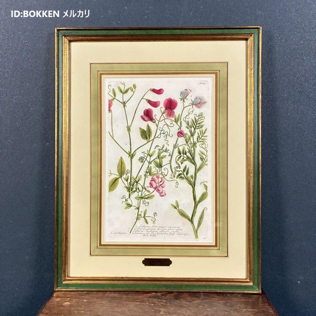 ヨハン・ヴァインマン「スイートピー」銅版画+手彩色 作品保証書有 薬用植物図譜