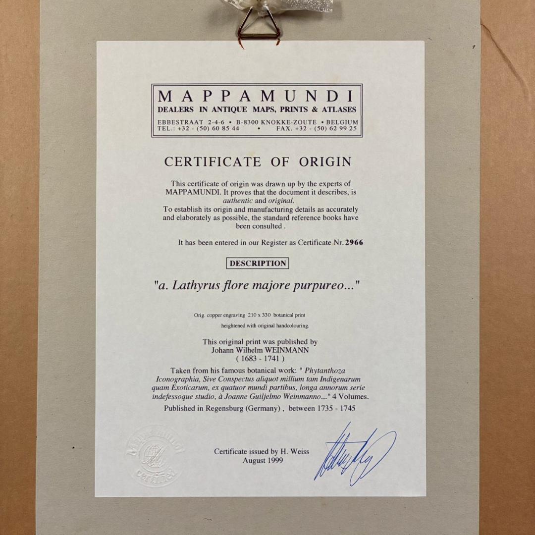 ヨハン・ヴァインマン「スイートピー」銅版画+手彩色 作品保証書有 薬用植物図譜