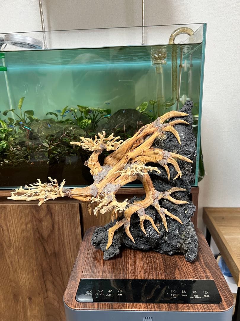 盆栽流木　流木　アクアリウム。ミニ盆栽