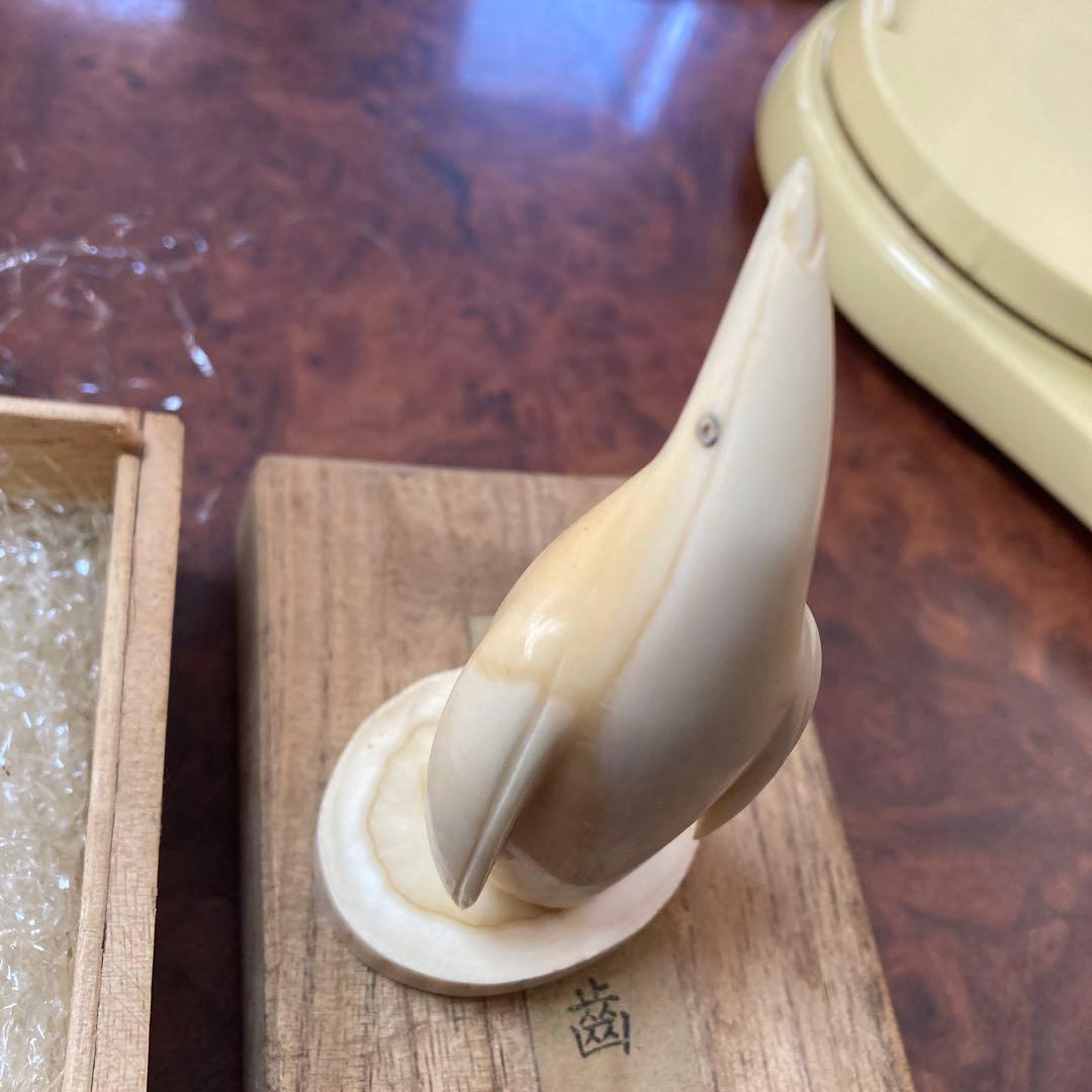 ペンギン　マッコウクジラ　歯　クジラの歯　抹香　鯨　(81g)専用箱付き