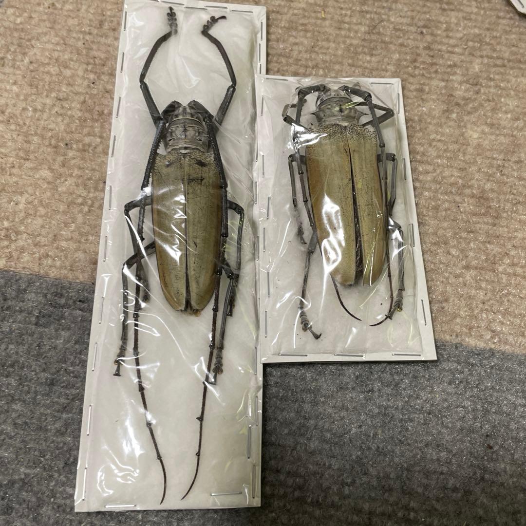 ヘラクレスシロスジカミキリ　標本　ペア