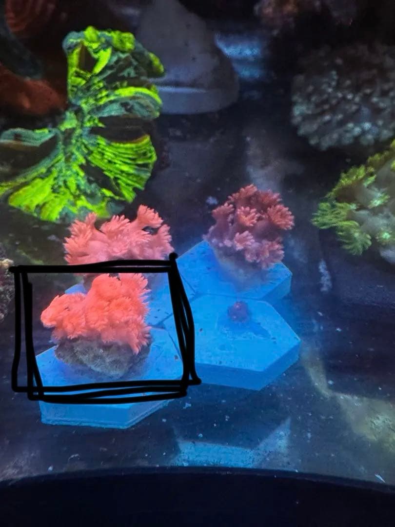 きりん出品ページ