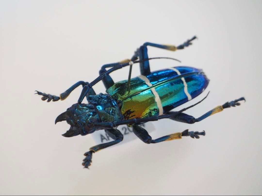 インドネシア　美麗カミキリムシ（すれ欠け無し）