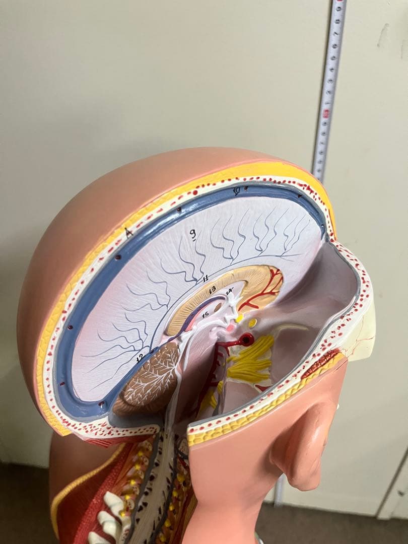 人体模型 トルソー模型 全身解剖モデル 内臓取り外し式 医療 教育用 等身大