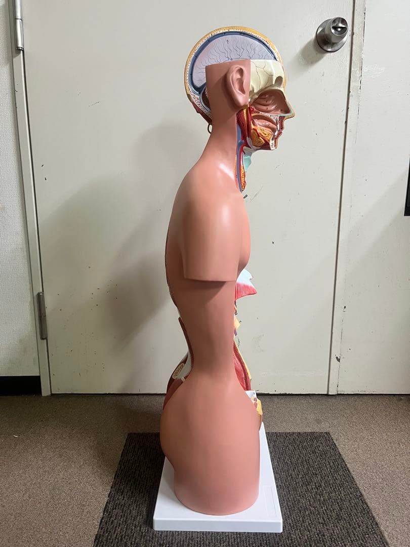 人体模型 トルソー模型 全身解剖モデル 内臓取り外し式 医療 教育用 等身大